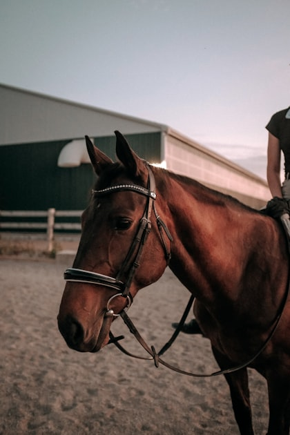 Equine-Assisted Therapy Explained
